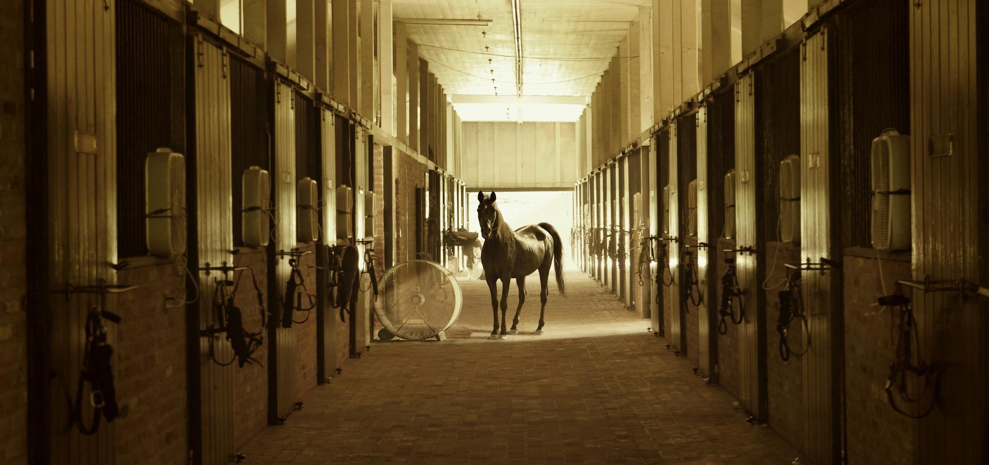 A horse standing at the end of a sunlit barn aisle